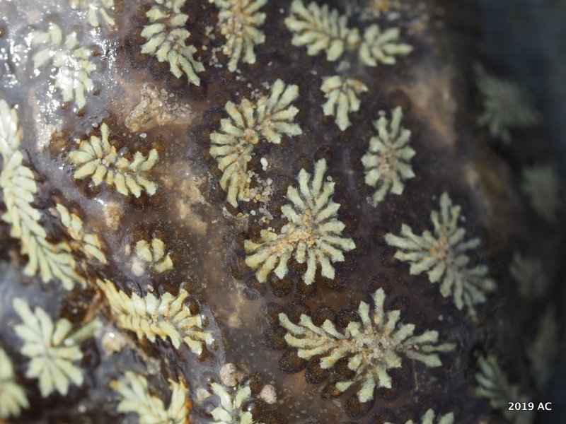 Ascidie coloniali Botryllus a Caorle